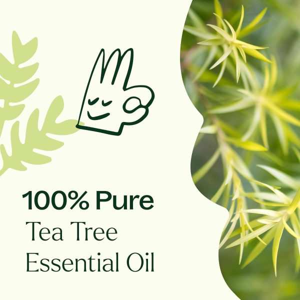 ⁦Plant Therapy Tea Tree Essential Oil 100% Pure, Undiluted, Natural Aromatherapy, Therapeutic Grade 30 mL (1 oz)⁩ - الصورة ⁦5⁩