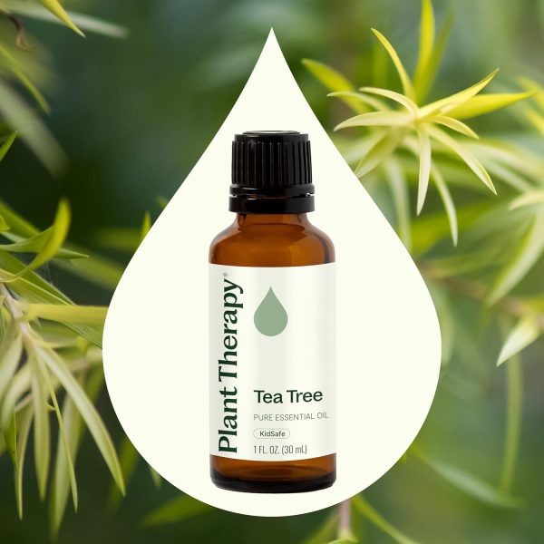 ⁦Plant Therapy Tea Tree Essential Oil 100% Pure, Undiluted, Natural Aromatherapy, Therapeutic Grade 30 mL (1 oz)⁩ - الصورة ⁦3⁩