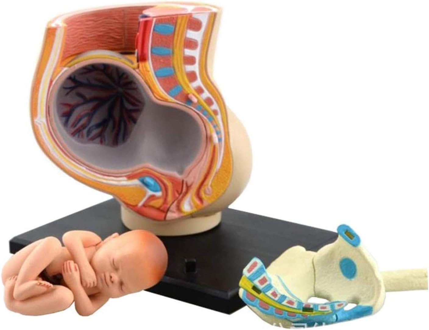 BADALO Anatomy Model of Pregnancy Pelvis 9th Month Baby Fetus Model Female Pelvic Section Pregnancy Anatomical Model Medical Learning Tool 2 BADALO Anatomy Model of Pregnancy Pelvis 9th Month Baby Fetus Model Female Pelvic Section Pregnancy Anatomical Model Medical Learning Tool - الصورة 2