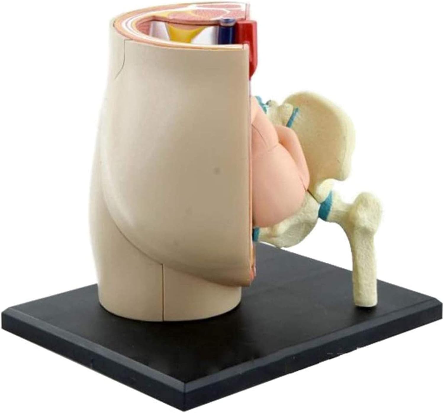 BADALO Anatomy Model of Pregnancy Pelvis 9th Month Baby Fetus Model Female Pelvic Section Pregnancy Anatomical Model Medical Learning Tool 3 BADALO Anatomy Model of Pregnancy Pelvis 9th Month Baby Fetus Model Female Pelvic Section Pregnancy Anatomical Model Medical Learning Tool - الصورة 3