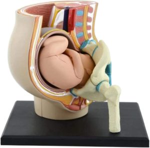 BADALO Anatomy Model of Pregnancy Pelvis 9th Month Baby Fetus Model Female Pelvic Section Pregnancy Anatomical Model Medical Learning Tool