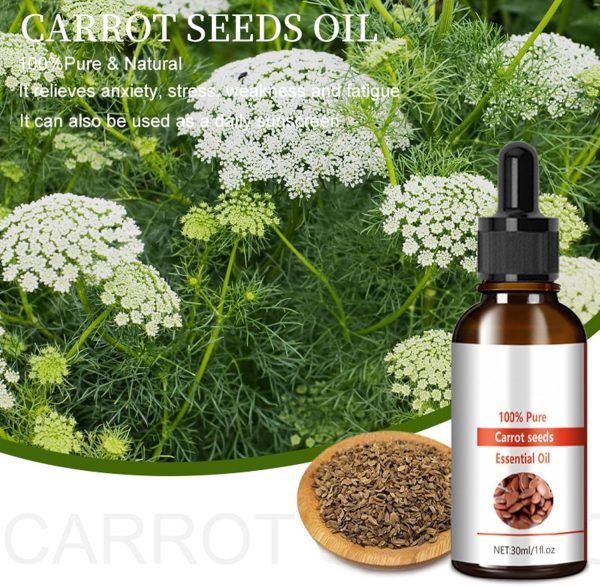 ⁦Carrot Seed Oil,Natural Cold Pressed Organic Carrot Oil for Face, Firming Skin, Moisturizer for Hair, Skin, and Nails, 30ml⁩ - الصورة ⁦2⁩